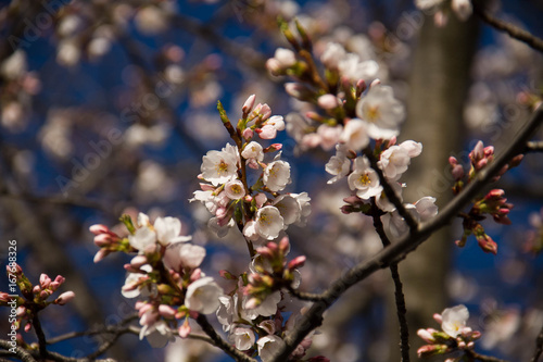 Blooming cherry blossom flowers on branch with blurred branches background