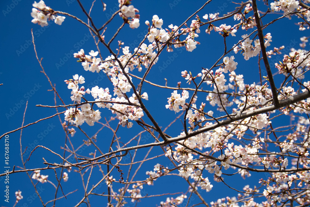 Cherry blossom flowers on branches with dark blue sky in springtime Cherry blossom flowers on branches with dark blue sky in springtime