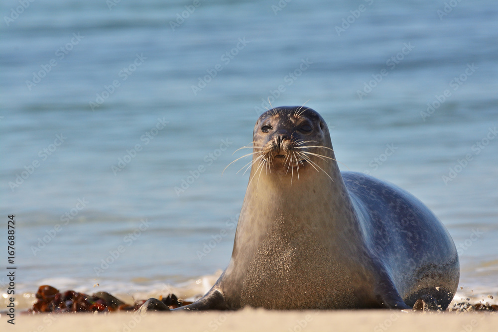 Obraz premium The harbor (or harbour) seal (Phoca vitulina), also known as the common seal in the white sand beach on the Düne island near Helgoland island in east Germany