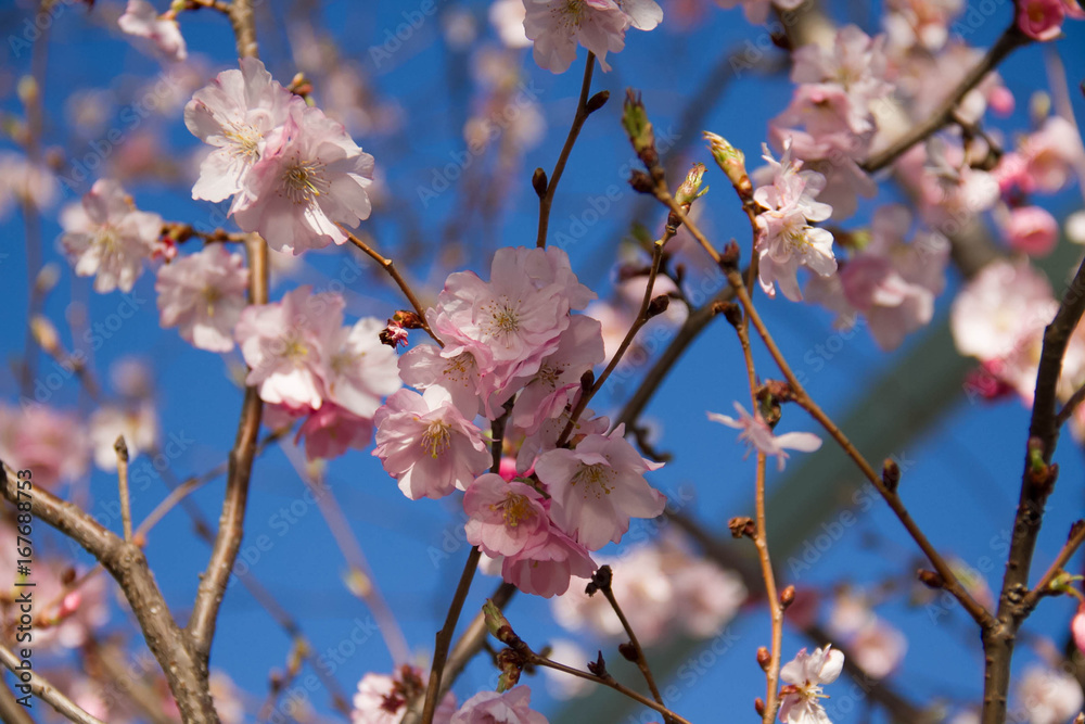 Cherry blossom flowers and blurry background in spring Cherry blossom flowers and blurry background in spring