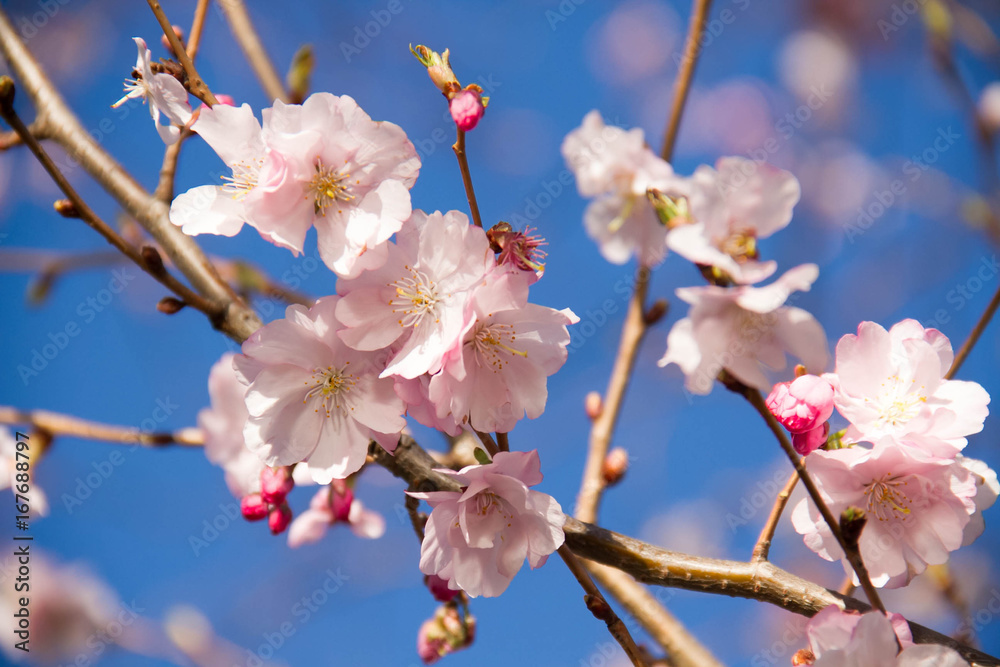 Blooming pink cherry blossom flowers on branches and blurred blue sky background