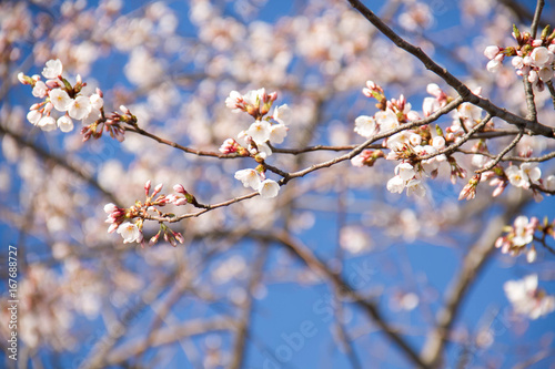 Fototapeta Naklejka Na Ścianę i Meble -  Small Cherry blossom flowers and branches in springtime