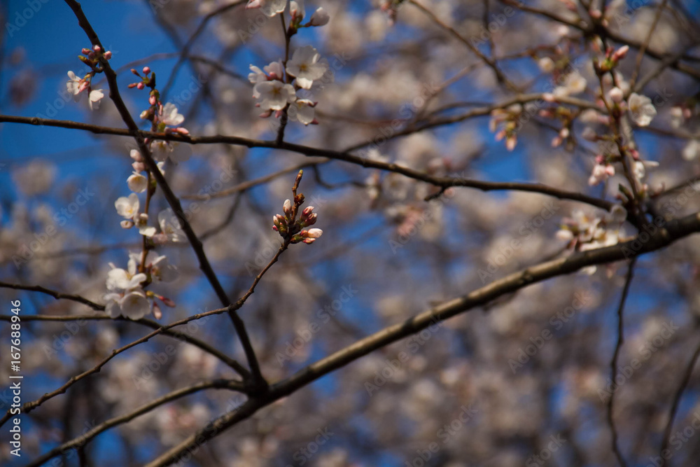 Blooming and bud cherry blossom on branches under the shade in early spring Blooming and bud cherry blossom on branches under the shade in early spring