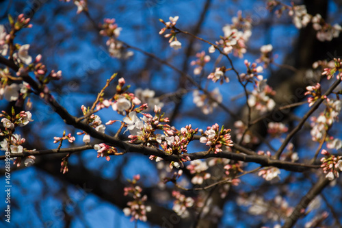 Cherry blossom branches in early spring and blurred background