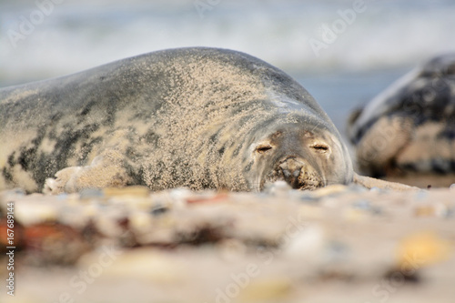 The harbor (or harbour) seal (Phoca vitulina), also known as the common seal in the white sand beach on the Düne island near Helgoland island in east Germany