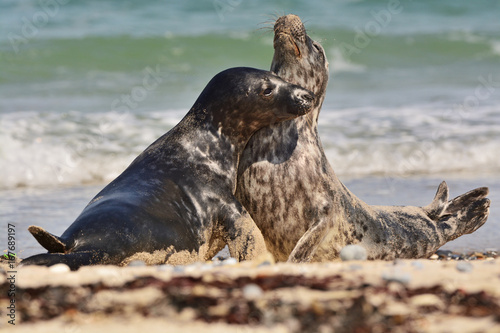 Fighting harbor (or harbour) seals (Phoca vitulina), also known as the common seals in the white sand beach on the Düne island near Helgoland island in east Germany