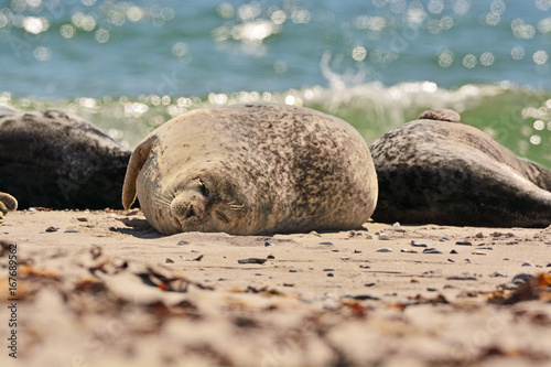 The harbor (or harbour) seal (Phoca vitulina), also known as the common seal in the white sand beach on the Düne island near Helgoland island in east Germany
