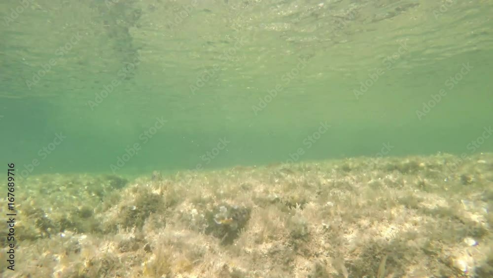 underwater view of a Sardinian seabed, Italy underwater view of a Sardinian seabed, Italy