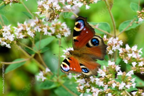 Butterfly on oregano flower © ls_design