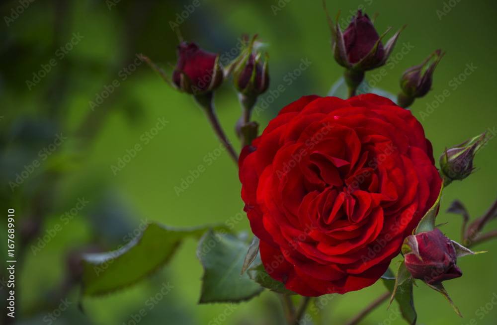 Velvet petals of a red rose flower among buds. Velvet petals of a red rose flower among buds.