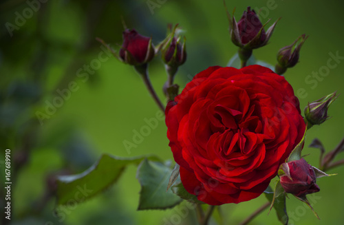 Velvet petals of a red rose flower among buds.