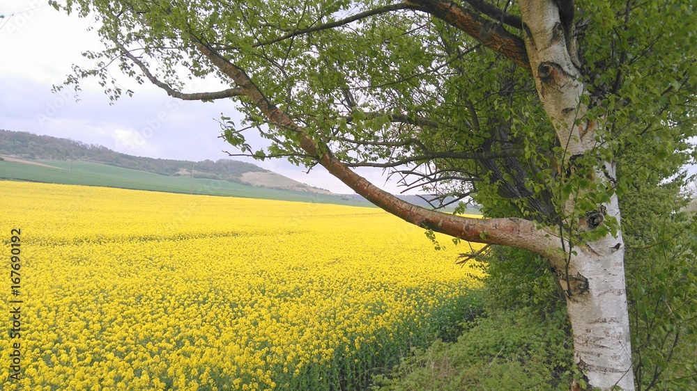 Fototapeta premium printemps