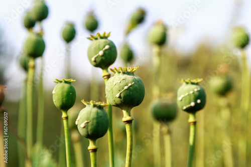 poppy heads with drops of opium milk