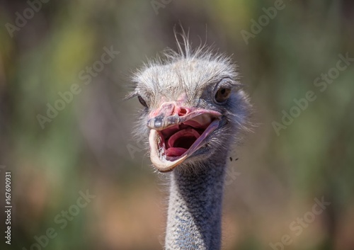 Ostrich on a farm near the city of Oudtshoorn © 5-Birds Photograpy