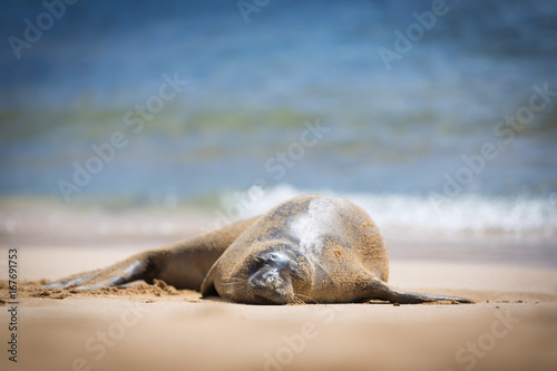 A sleeping Hawaiian Monk Seal on Poipu Beach in a bright sun light, Kauai, Hawaii.