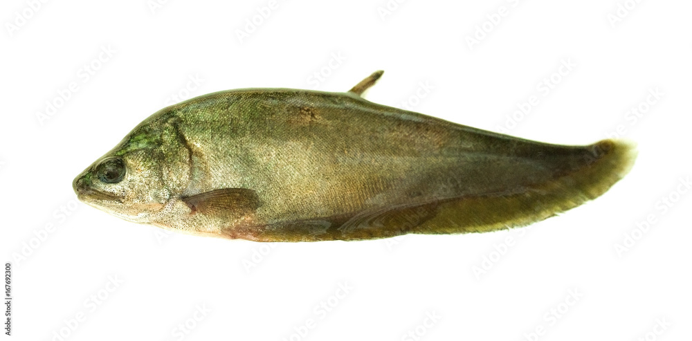 Fresh fish isolated on white