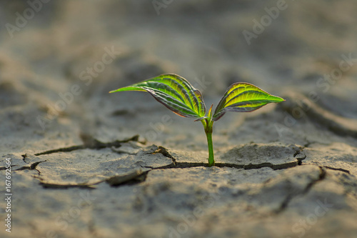 young plant growing through the ground