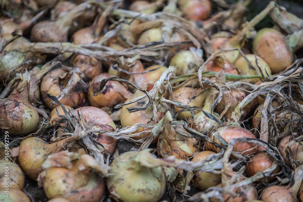 harvested onions 