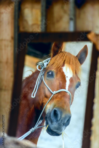 Portrait of a horse in a mirror