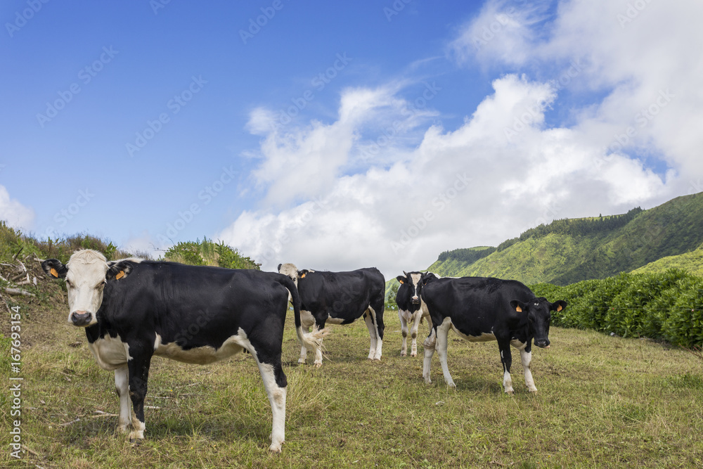 Cows grazing at the fields of Sao Miguel island, Azores Portugal Cows grazing at the fields of Sao Miguel island, Azores Portugal