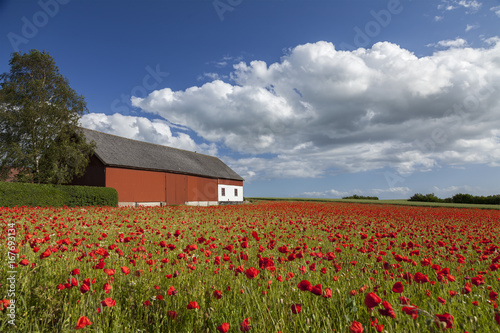 Poppy farm field