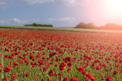 Poppy field landscape © feferoni