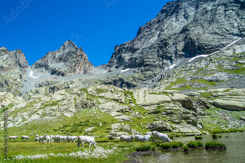 Vacche al pascolo ai piedi del Monviso photo