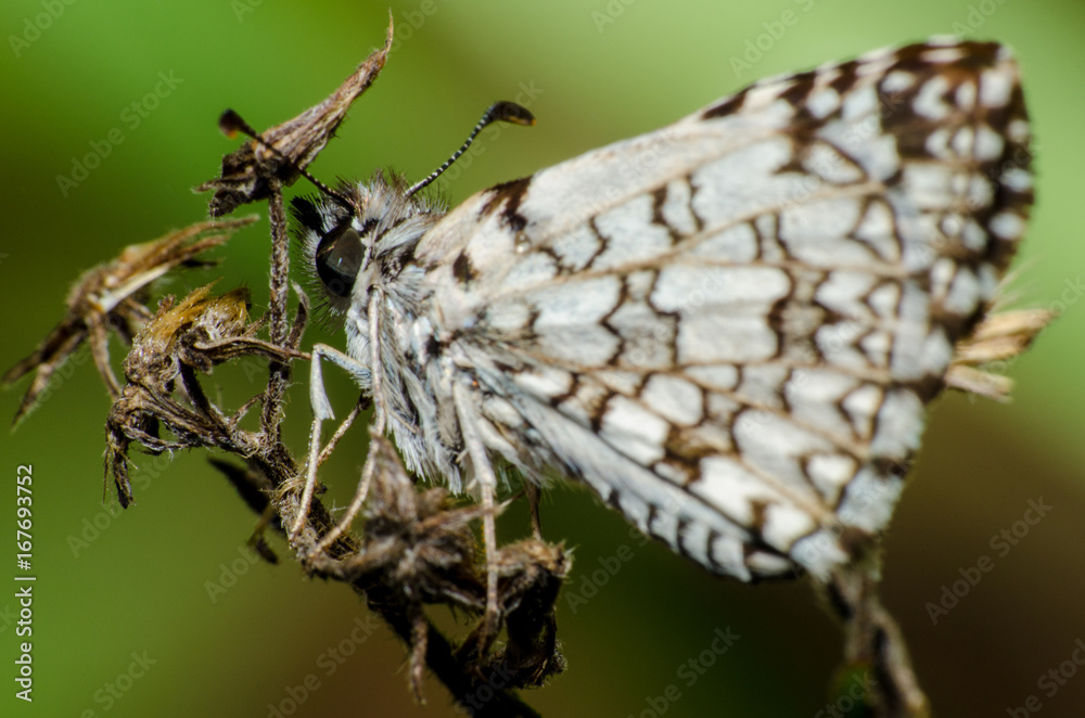 Fototapeta premium Mariposa