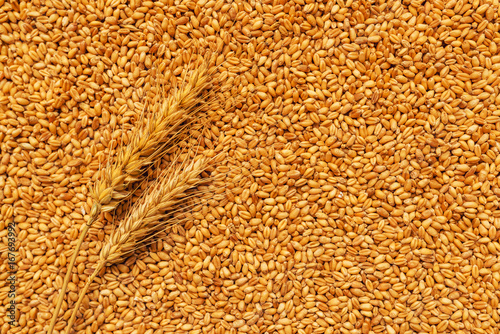 Wheat ears and grains after harvest