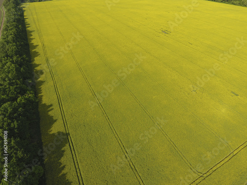 Field of flowering rape and forest belts for wind protection. Rape, a syderatic plant with yellow flowers. Field with siderates. photo