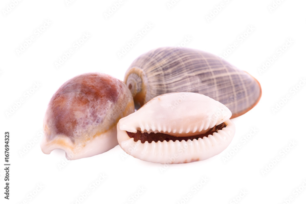 Sea shell on white background