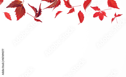 Red and brown autumn fall leaves and cones isolated on white background. Flat lay. Top view. Copy space.