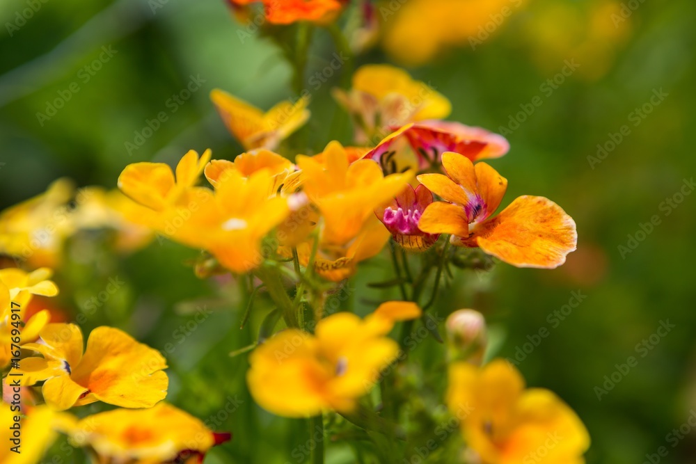 Beautiful small flowers blooming in garden Beautiful small flowers blooming in garden