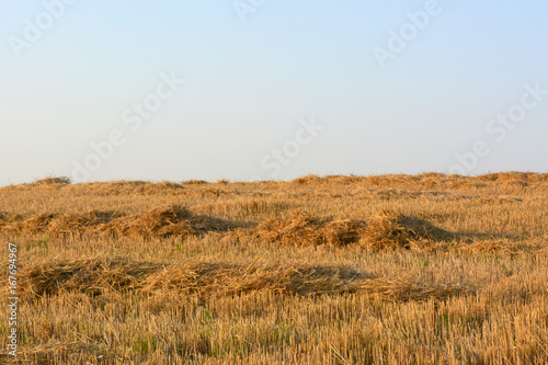 Agricultural field, sloping straw, rural natural landscape, harvesting of cereals,countryside .