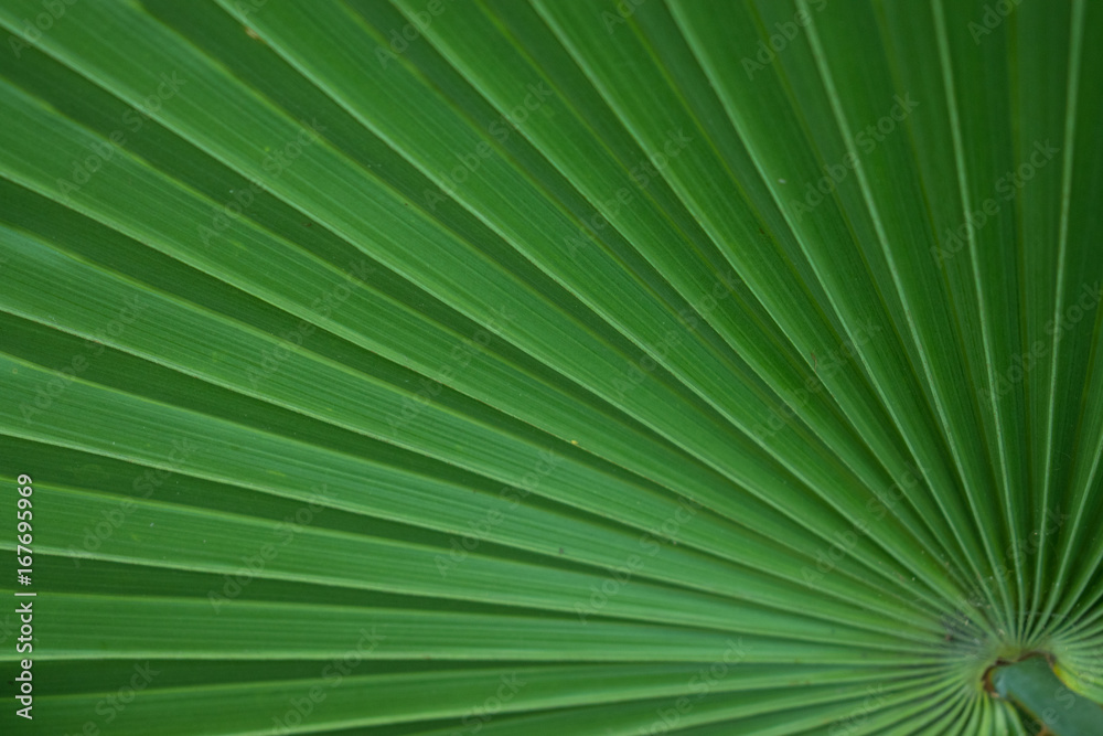 Obraz premium Green leaf