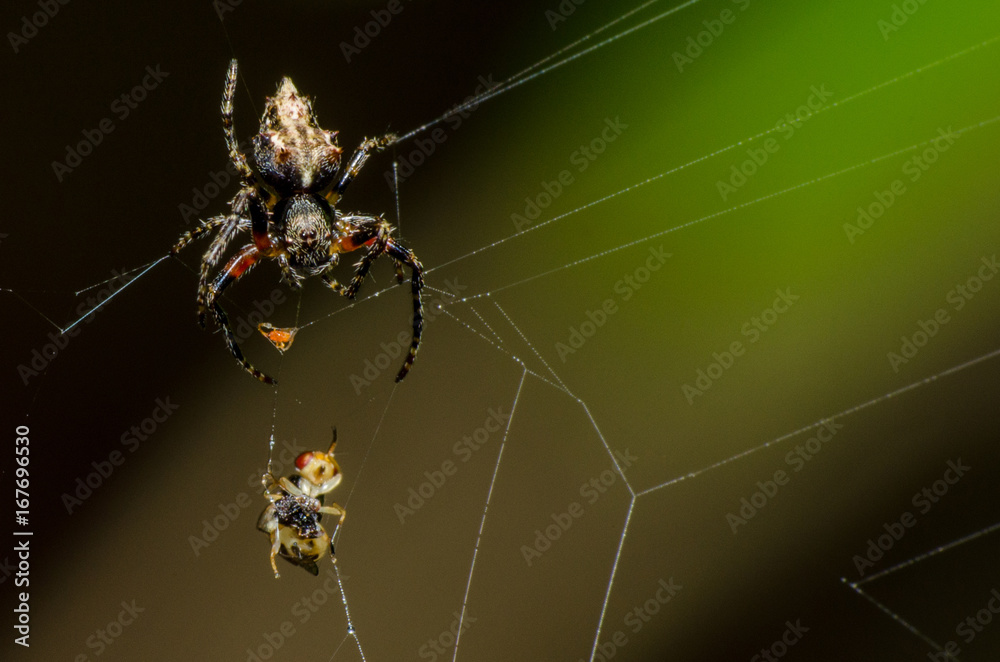 A aranha e a mosca