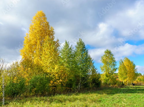Bright foliage on trees growing in the countryside in bright sunny weather in autumn
