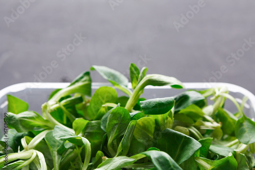 Green spinach leaves in plaster bowl on black background