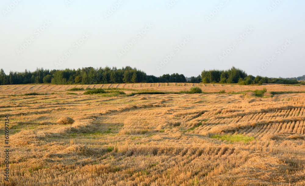 Beautiful natural countryside rural landscape agricultural field with sloping grain sunny day, harvesting, works. Nature Beautiful natural countryside rural landscape agricultural field with sloping grain sunny day, harvesting, works. Nature