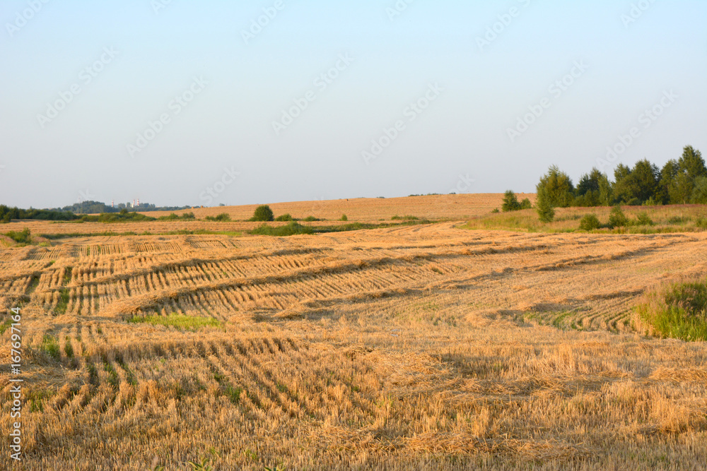Beautiful natural countryside rural landscape agricultural field with sloping grain sunny day, harvesting, work. Nature