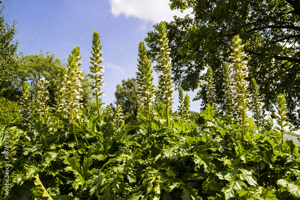Fototapeta premium Tall Acanthus Spinosus flowering plants in a mixed border of a garden.