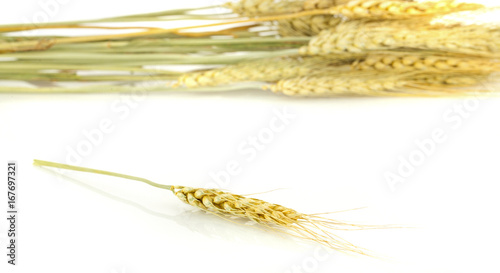 Oat plant isolated on a white background.