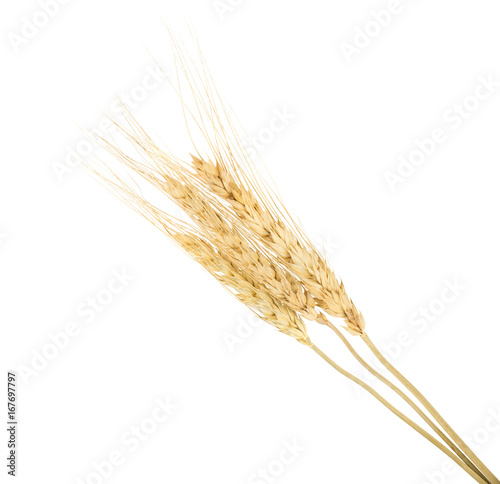 bunch of ears of wheat isolated on white background
