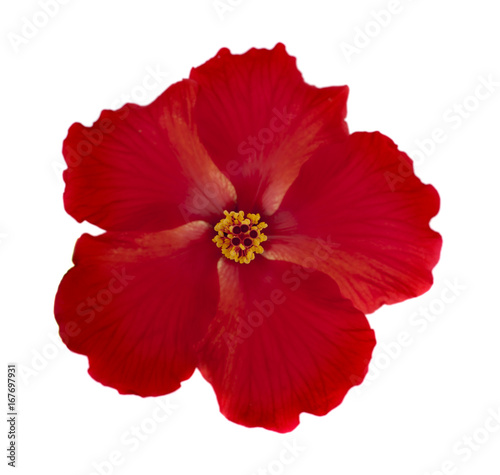 bright large flower of red hibiscus isolated on white background