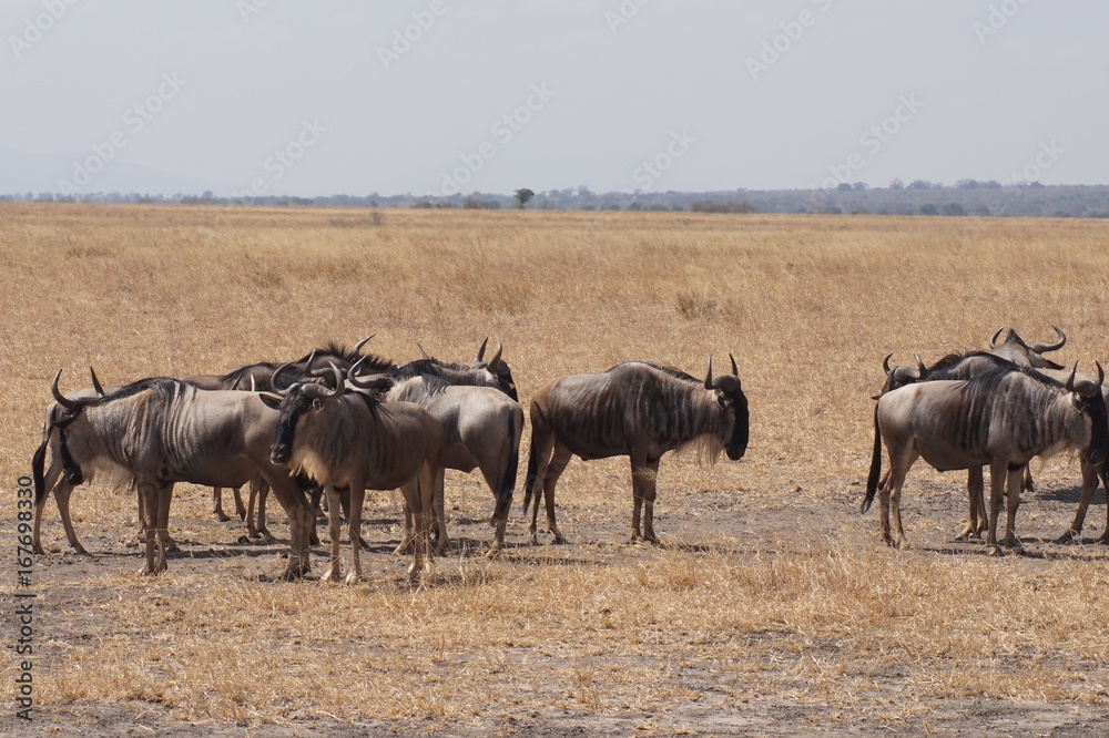 Obraz premium ヌー