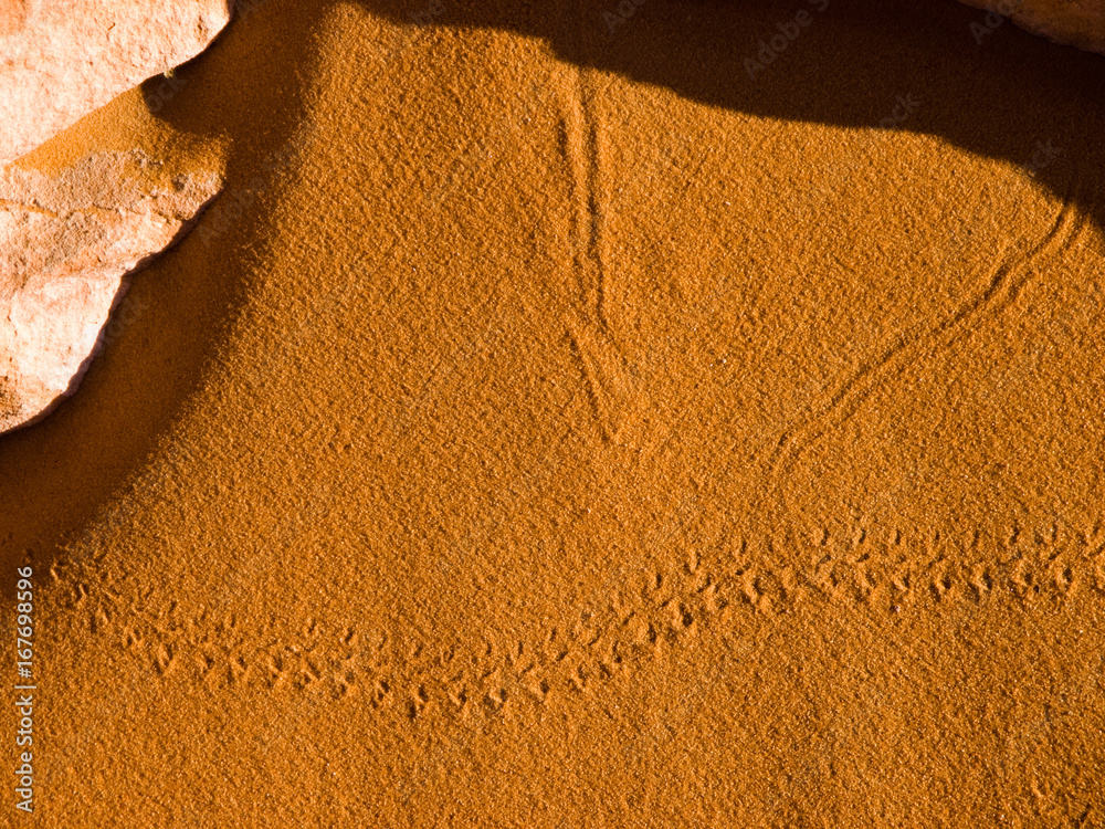 Lizard tracks on sand dune, Page Arizona Lizard tracks on sand dune, Page Arizona