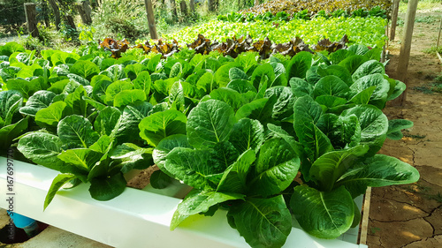  vegetable garden photo