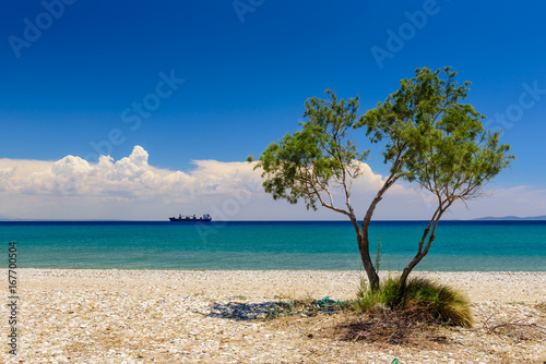 Beautiful summer landscape. Pebble beach with a lonely tree on a background of blue sea  Samos island  Greece