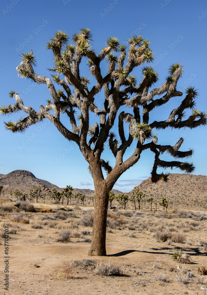 Joshua Tree - Yucca brevifolia. Joshua Tree National Park, California, USA. Joshua Tree - Yucca brevifolia. Joshua Tree National Park, California, USA.