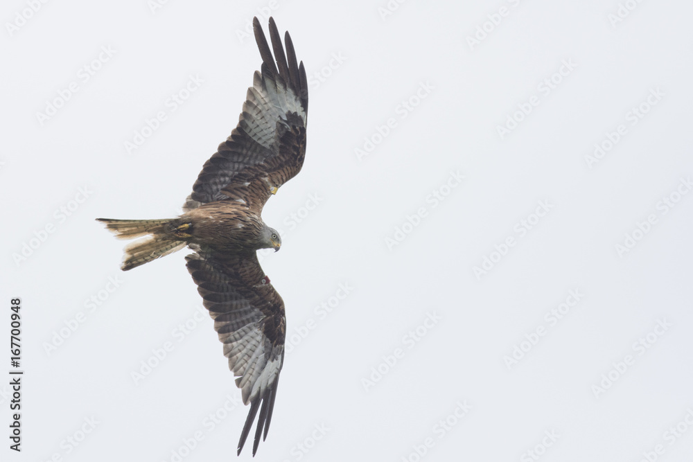 Obraz premium Tagged red kite (Milvus milvus) in flight